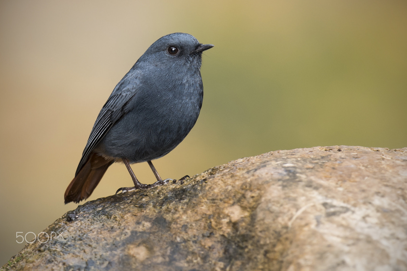 Nikon D750 + Nikon AF-S Nikkor 600mm F4G ED VR sample photo. Handsome little plumbeous redstart (male) photography