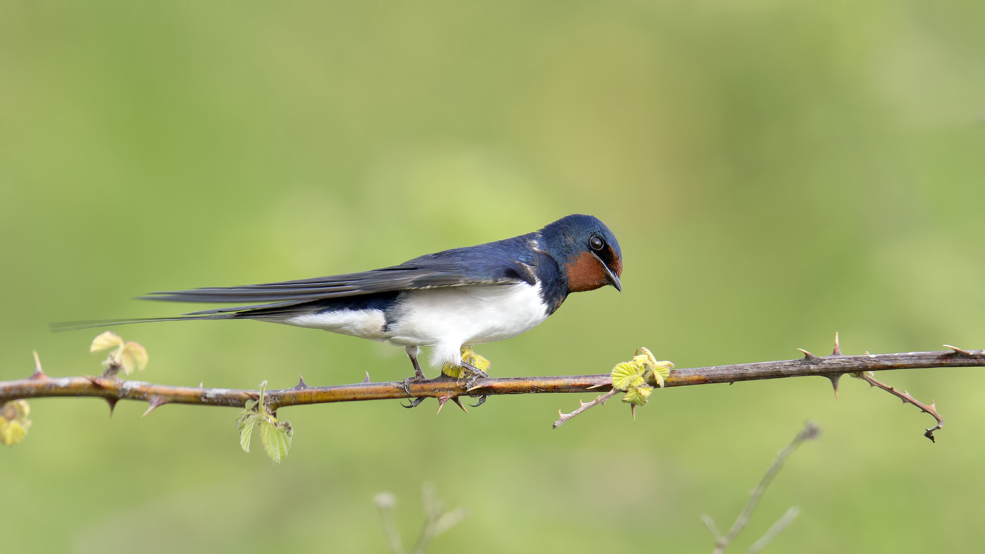 Canon EOS 7D + Canon EF 400mm F2.8L IS USM sample photo. Kır kırlangıcı, photography