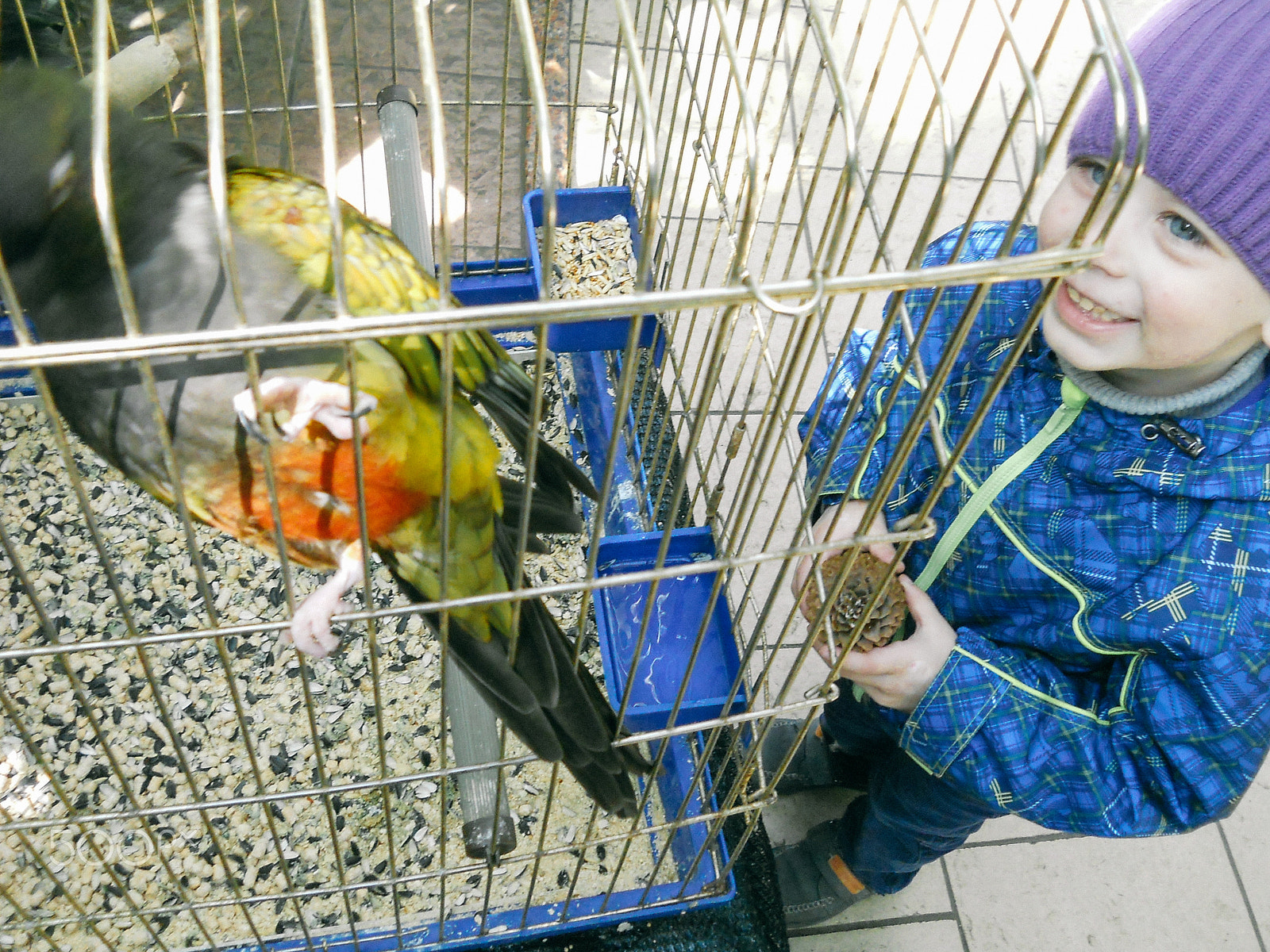 Nikon Coolpix L21 sample photo. Boy looking at the bird in the cage photography
