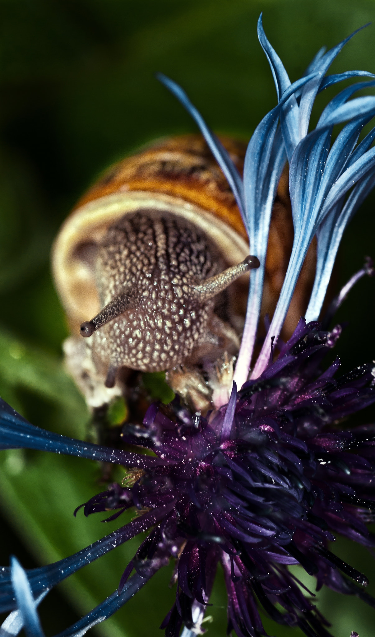 Tamron SP AF 90mm F2.8 Di Macro sample photo. Snail lunch photography