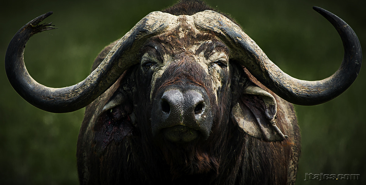 Canon EOS 5D + Canon EF 100-400mm F4.5-5.6L IS USM sample photo. Buffalo photography