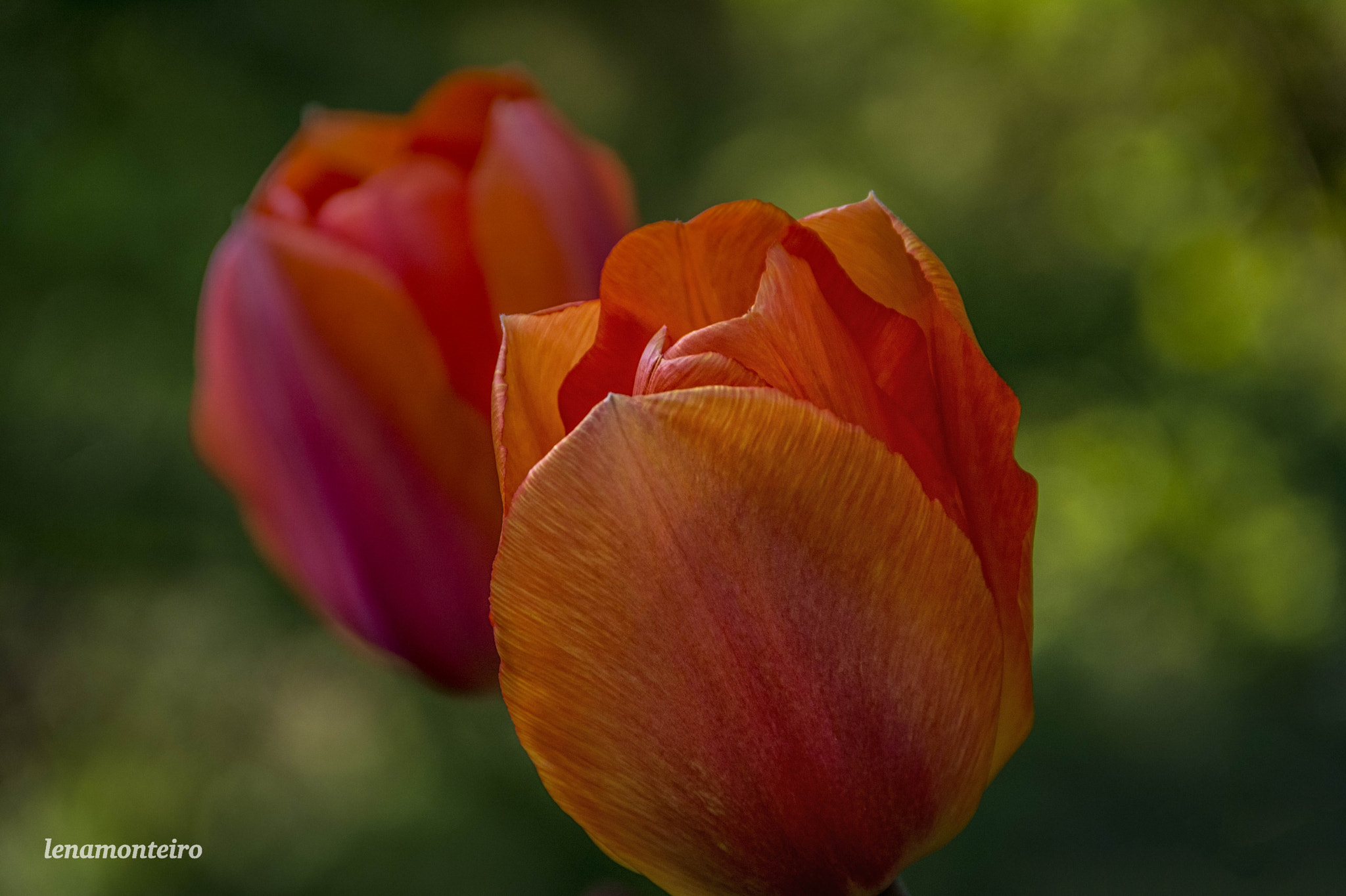Nikon D5200 + Sigma 18-250mm F3.5-6.3 DC OS HSM sample photo. Orange tulips... photography