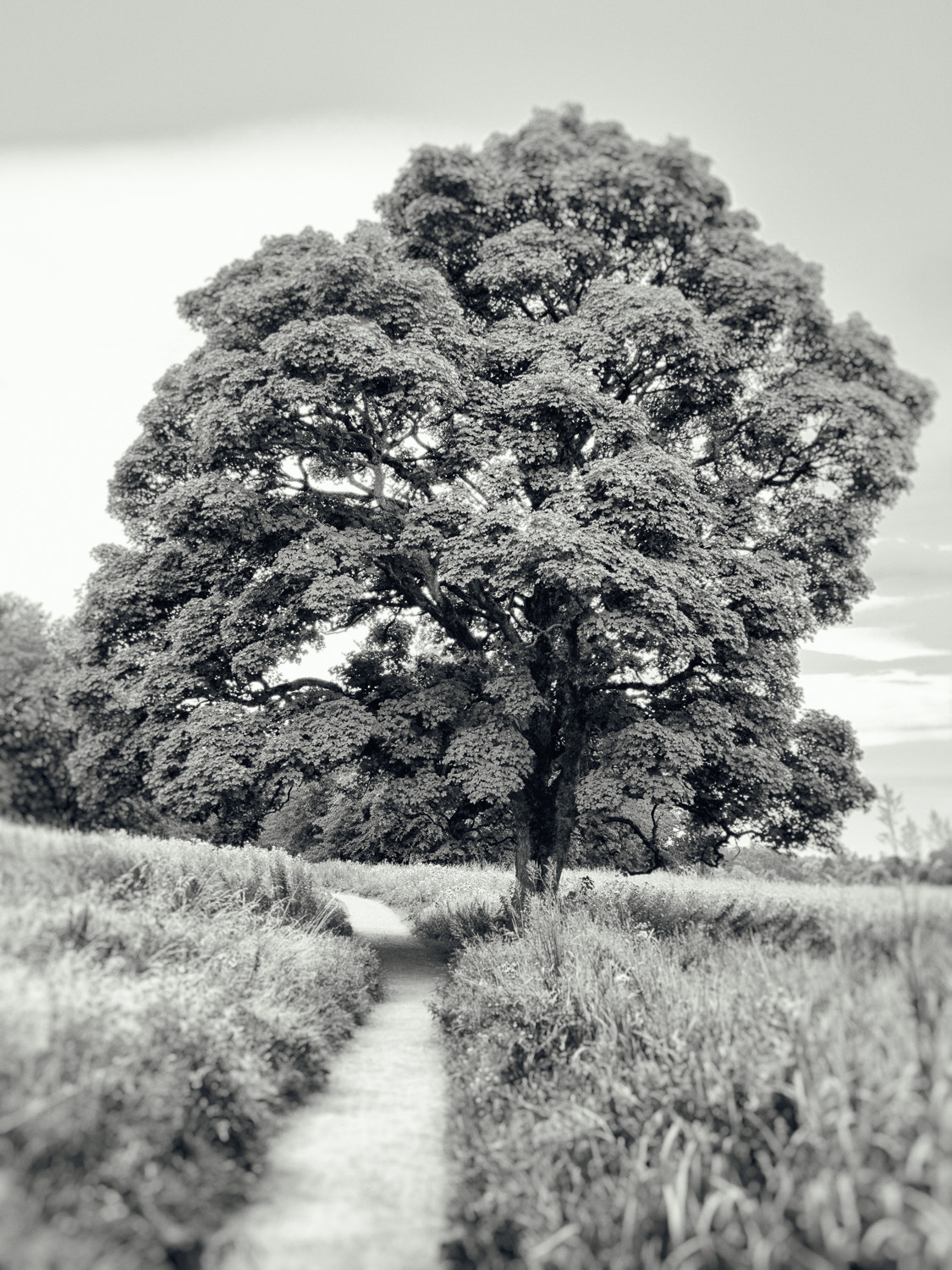 Canon EOS 60D + Canon EF 28mm F2.8 sample photo. The tree photography