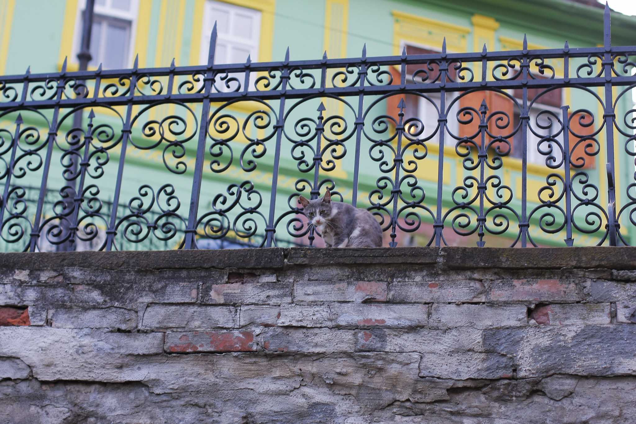 Canon EOS 40D + Canon EF 50mm F1.4 USM sample photo. Keeping guard photography