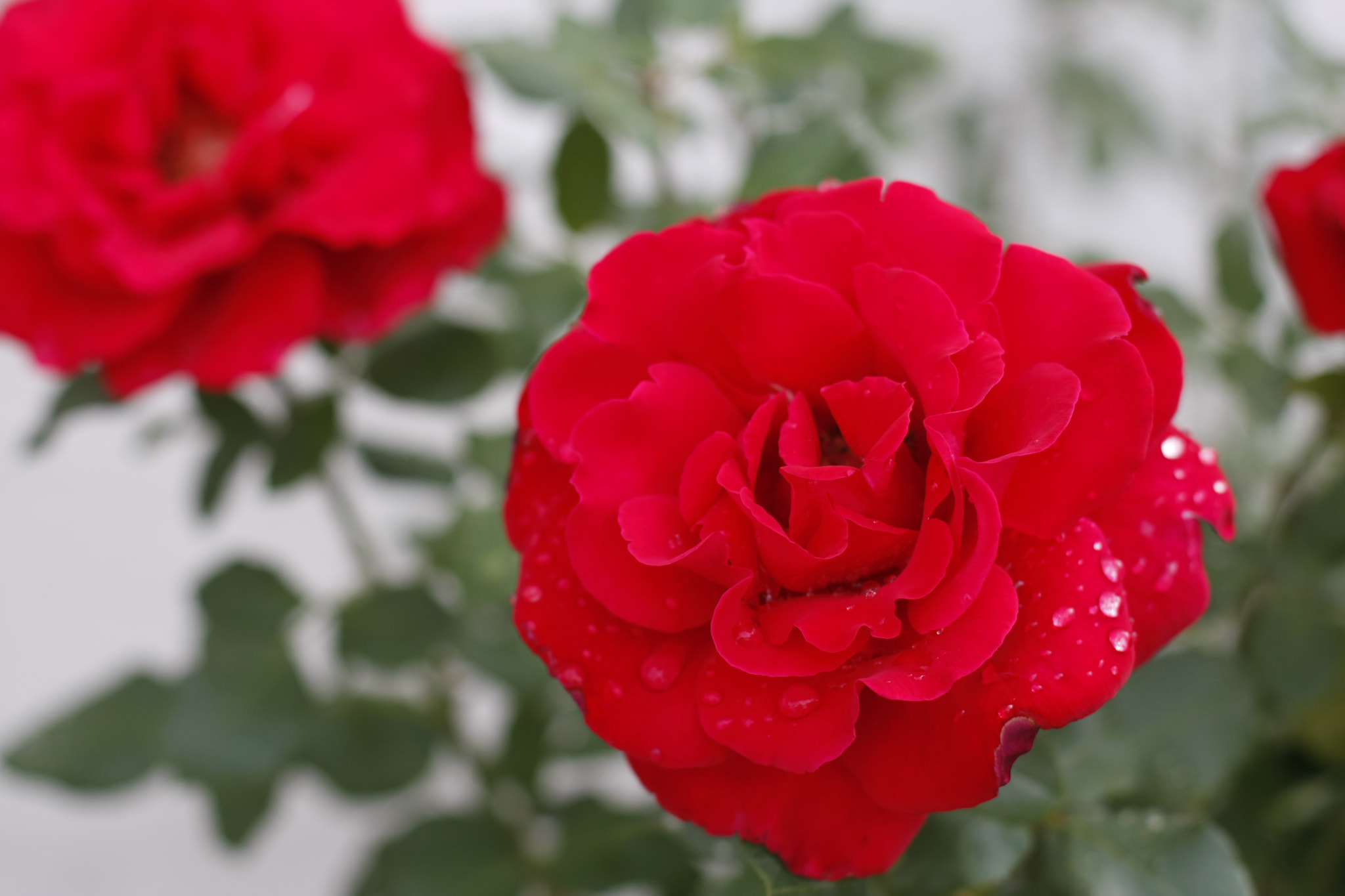 Canon EOS 40D + Canon EF 50mm F1.4 USM sample photo. Roses are red photography