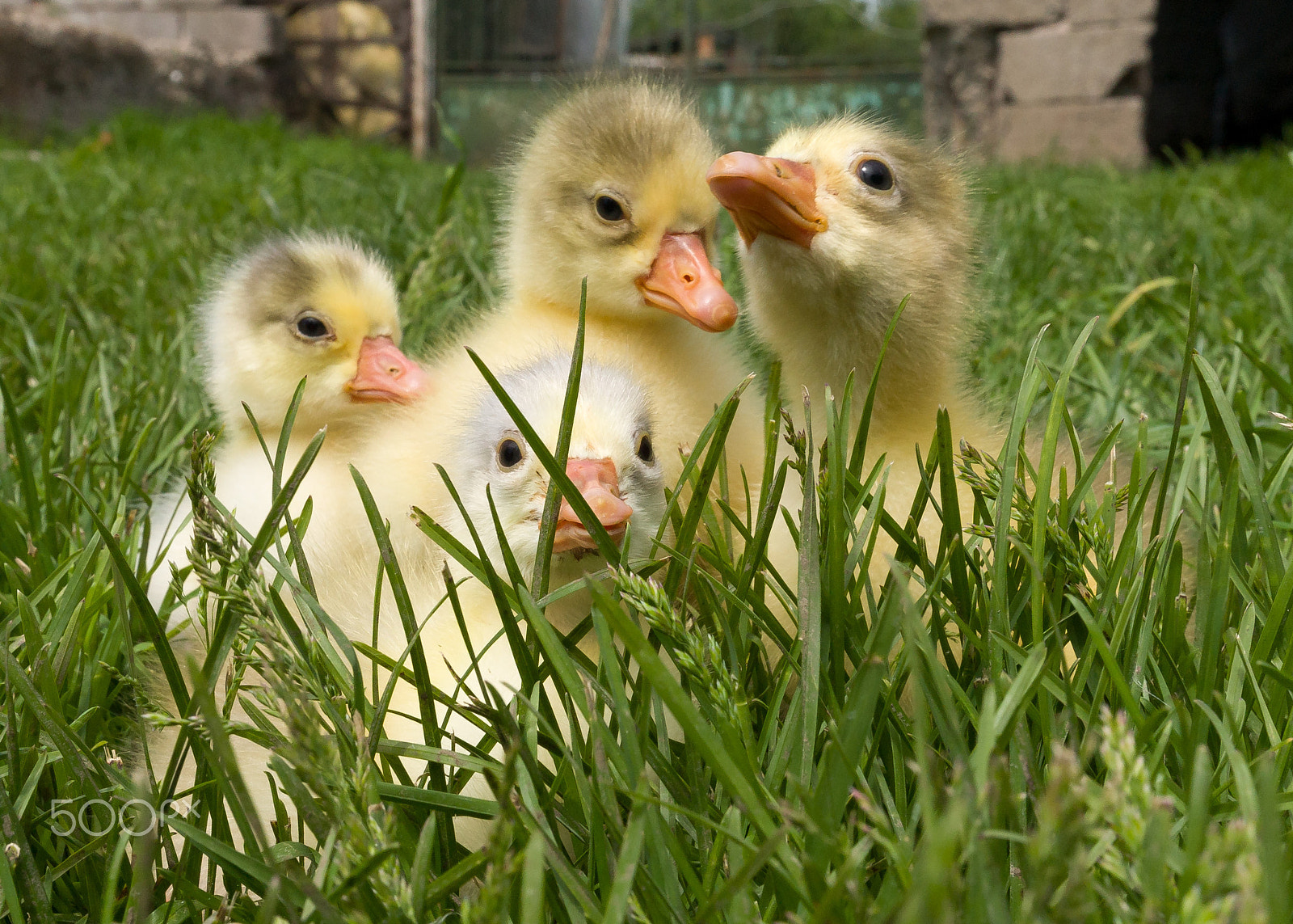 Canon EOS 5D + Canon EF 16-35mm F4L IS USM sample photo. Goslings photography