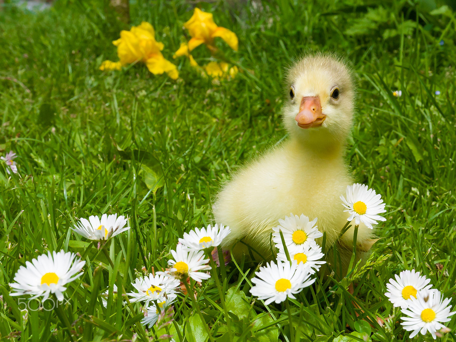 Canon EOS 5D + Canon EF 16-35mm F4L IS USM sample photo. Gosling photography