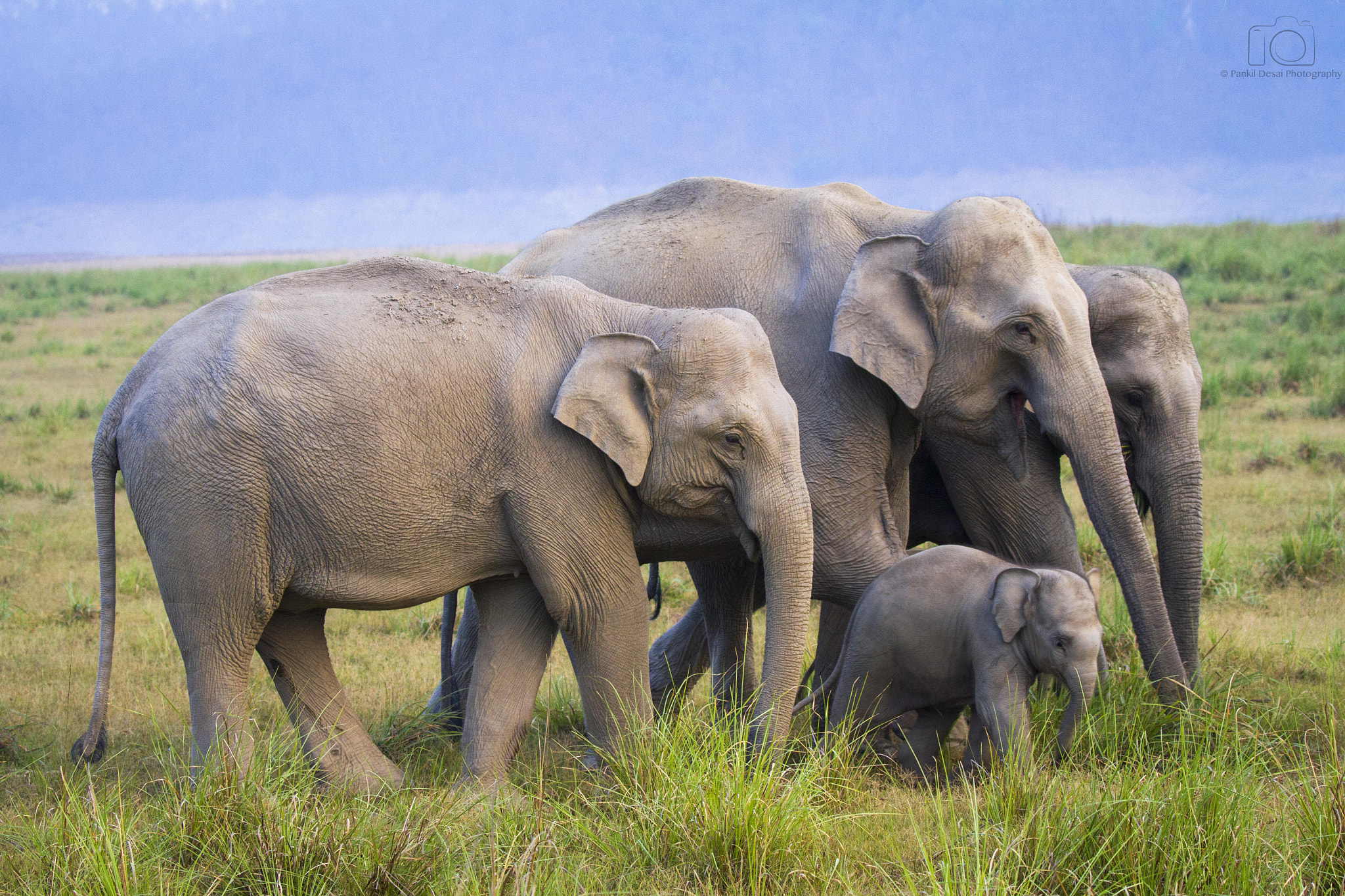 Canon EF 100-400mm F4.5-5.6L IS II USM sample photo. Elephants from dhikala! photography
