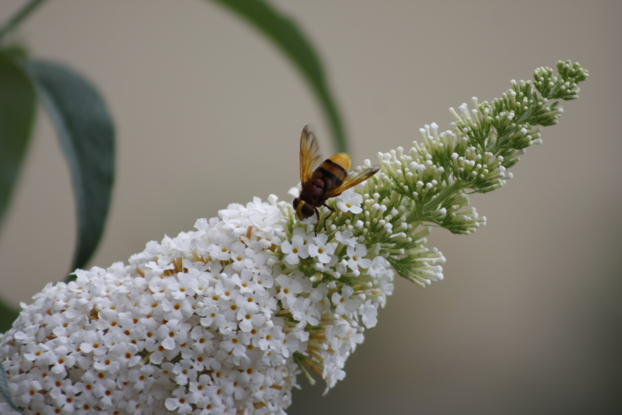 Canon EOS 40D + EF75-300mm f/4-5.6 sample photo. Lunch time photography