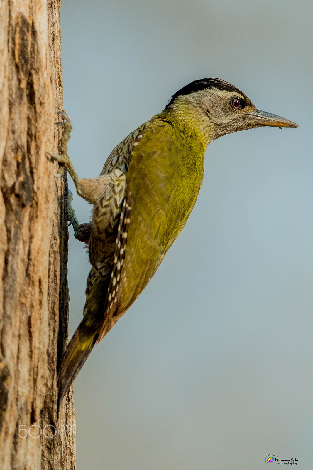 Canon EOS 70D + Canon EF 500mm F4L IS II USM sample photo. Streak throated woodpecker photography