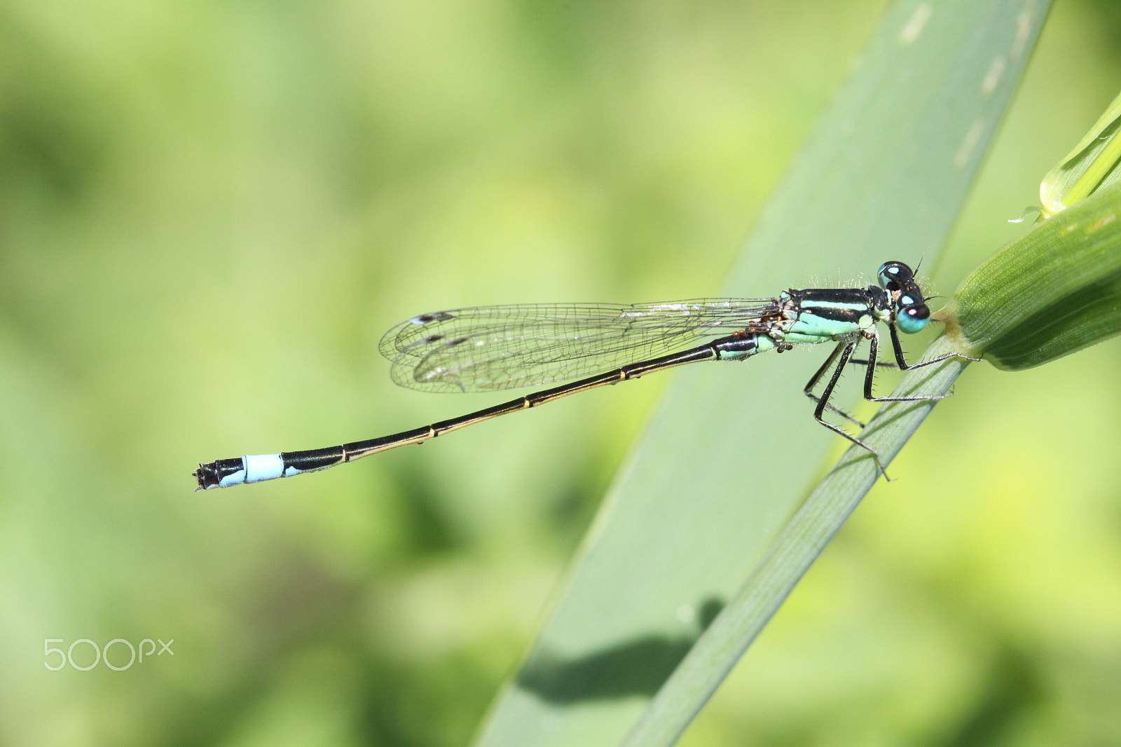 Sigma APO Macro 180mm F2.8 EX DG OS HSM sample photo. Dragonfly photography