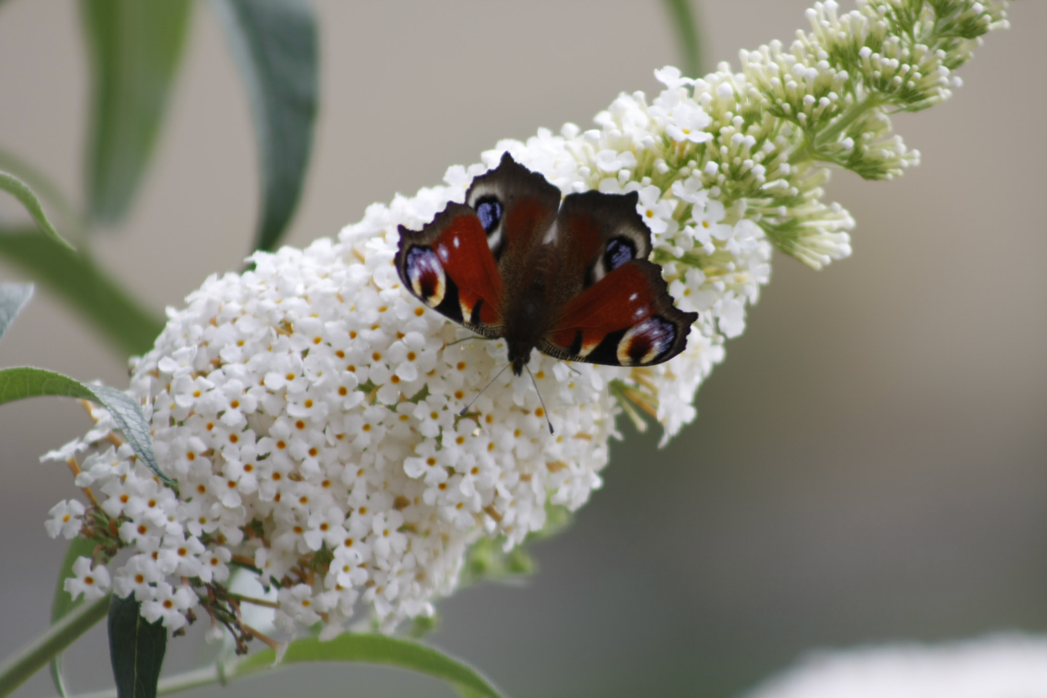 Canon EOS 40D + EF75-300mm f/4-5.6 sample photo. Lunch time - part 2 photography