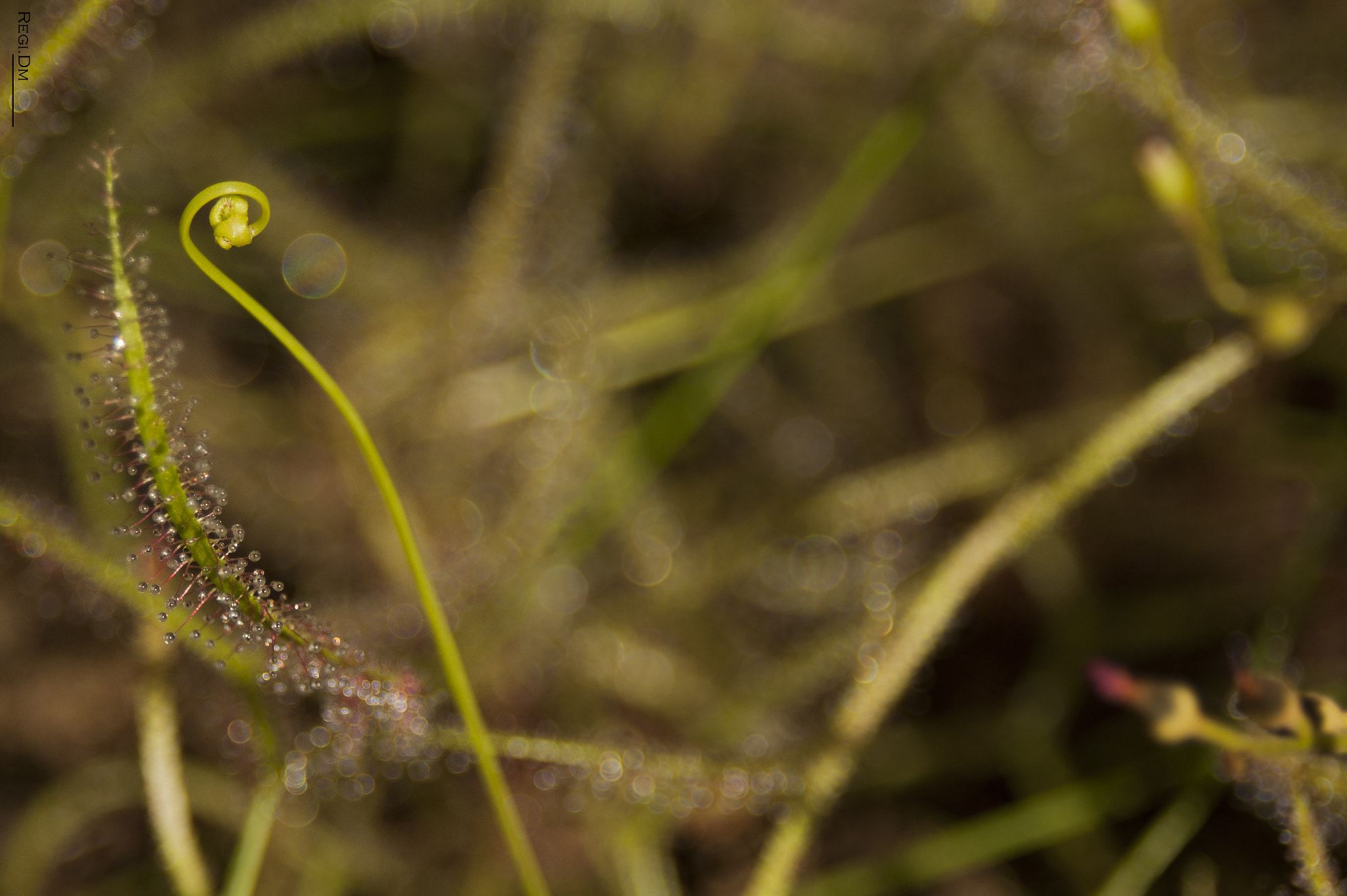 AF Zoom-Nikkor 28-80mm f/3.3-5.6G sample photo. A dew photography