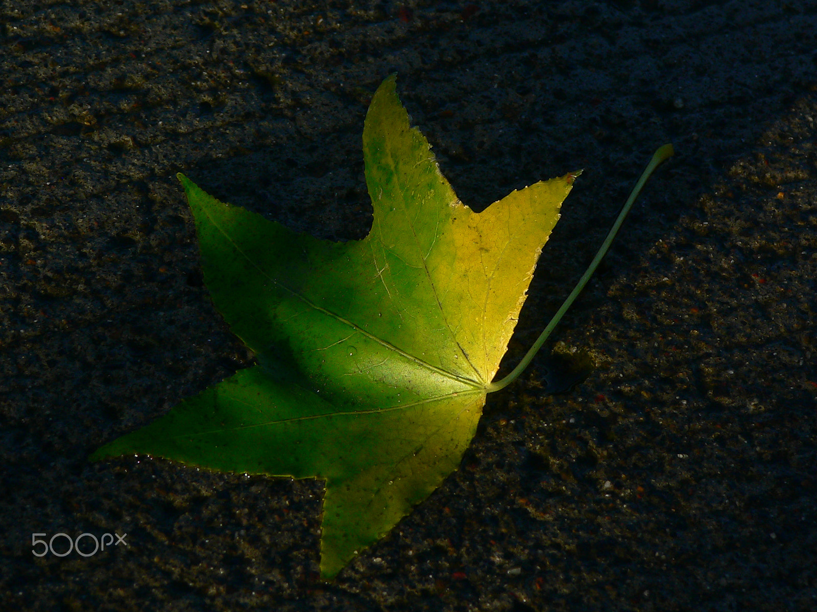 Panasonic DMC-FZ3 sample photo. A leaf photography