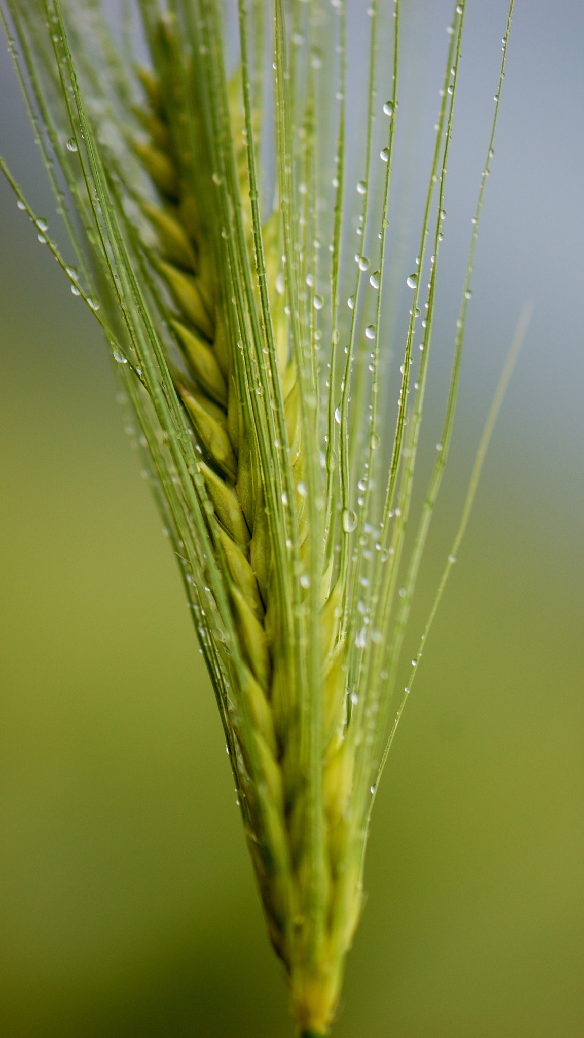 Nikon D40 sample photo. Wheat photography