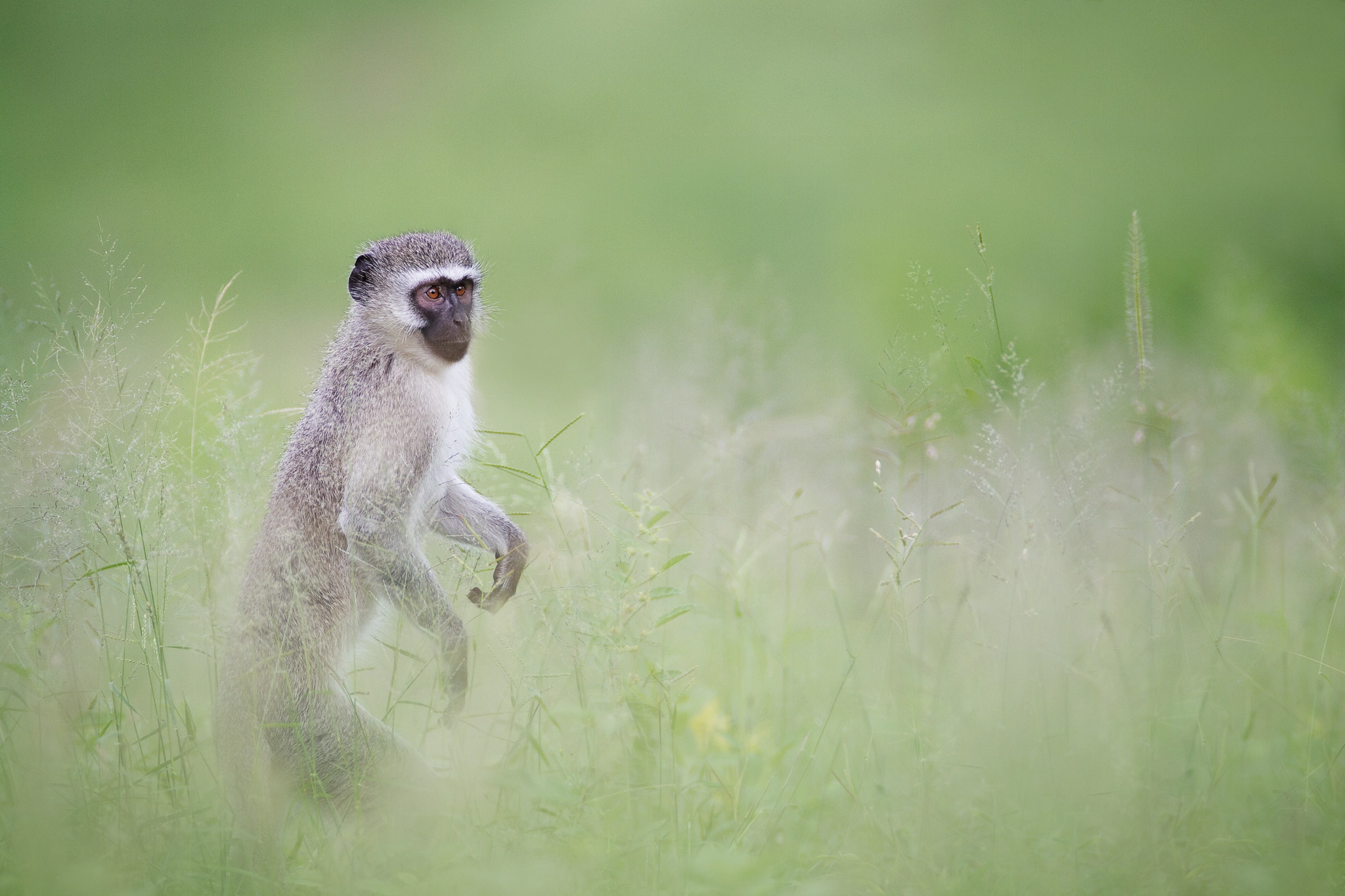 Canon EOS 7D + Canon EF 600mm f/4L IS sample photo. Vervet monkey photography