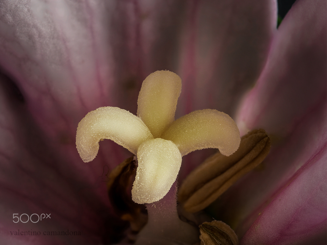 Olympus M.Zuiko Digital ED 60mm F2.8 Macro sample photo. Platycodon pistil photography