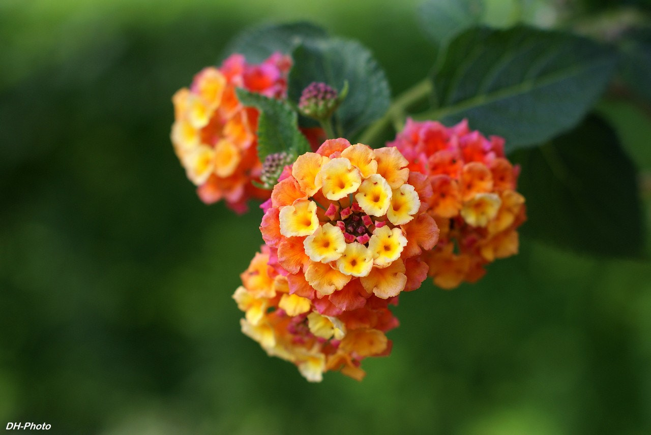 Sony Alpha DSLR-A300 sample photo. Lantana camara photography