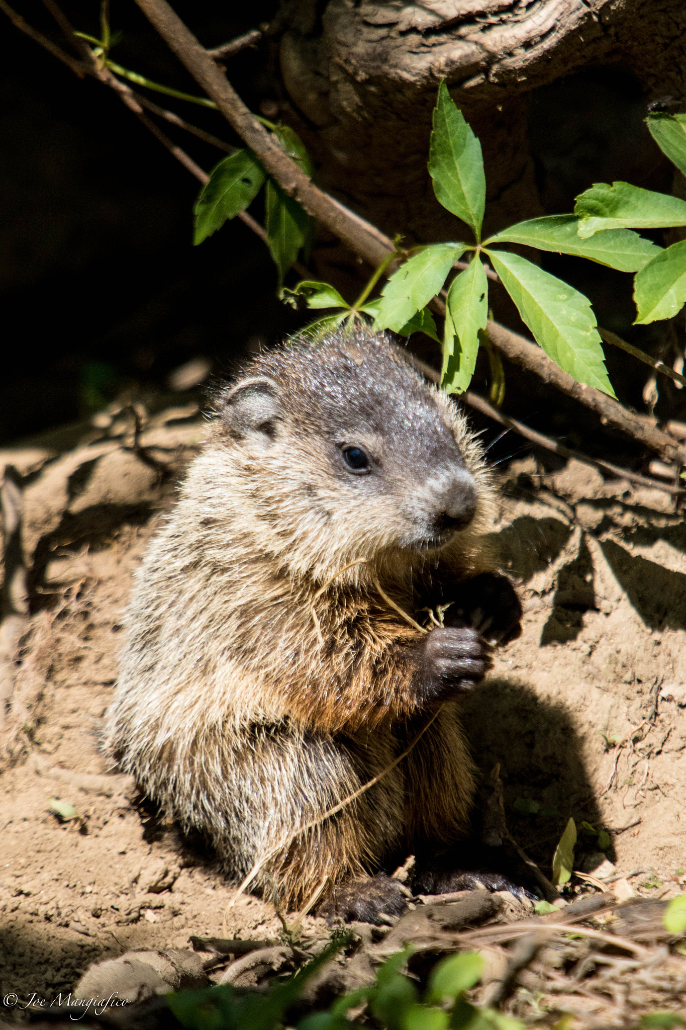 Canon EF 70-200mm F2.8L USM sample photo. Baby ground hog photography