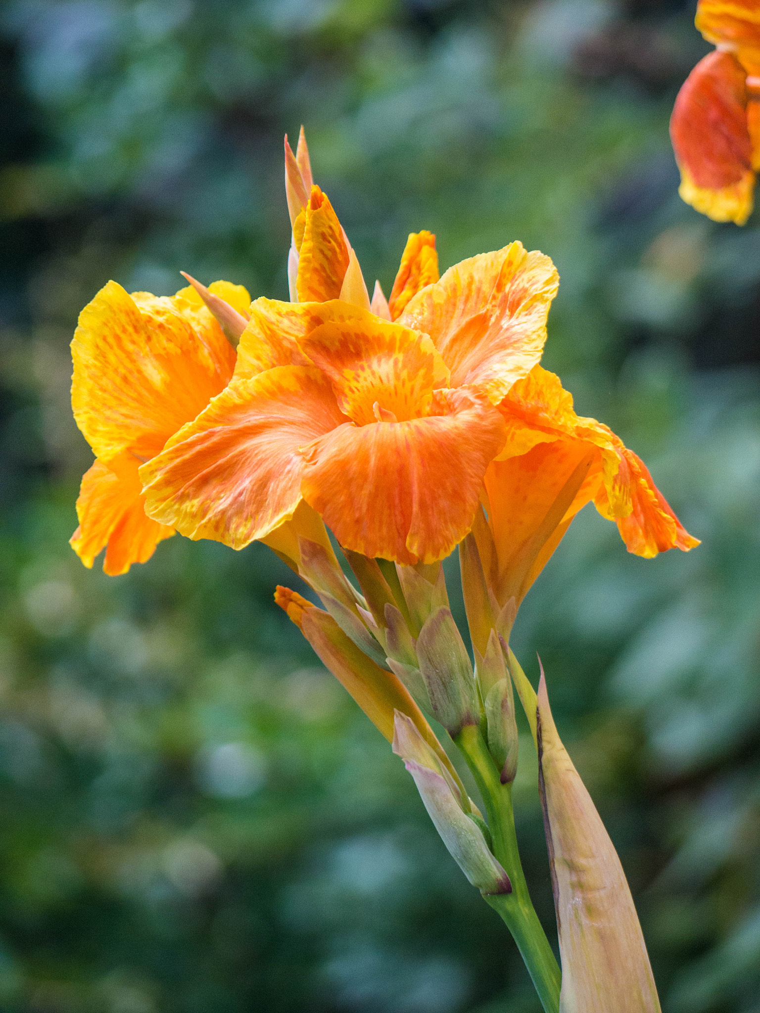 Panasonic Lumix G Vario 45-200mm F4-5.6 OIS sample photo. -1605_pittencrieff_park016016.jpg photography