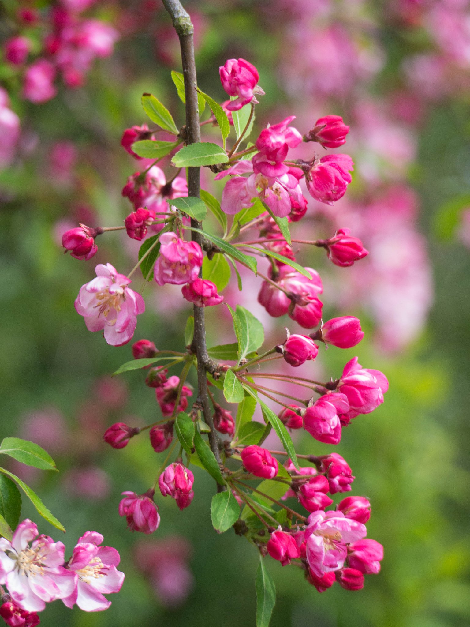 Panasonic Lumix G Vario 45-200mm F4-5.6 OIS sample photo. -1605_pittencrieff_park033033.jpg photography