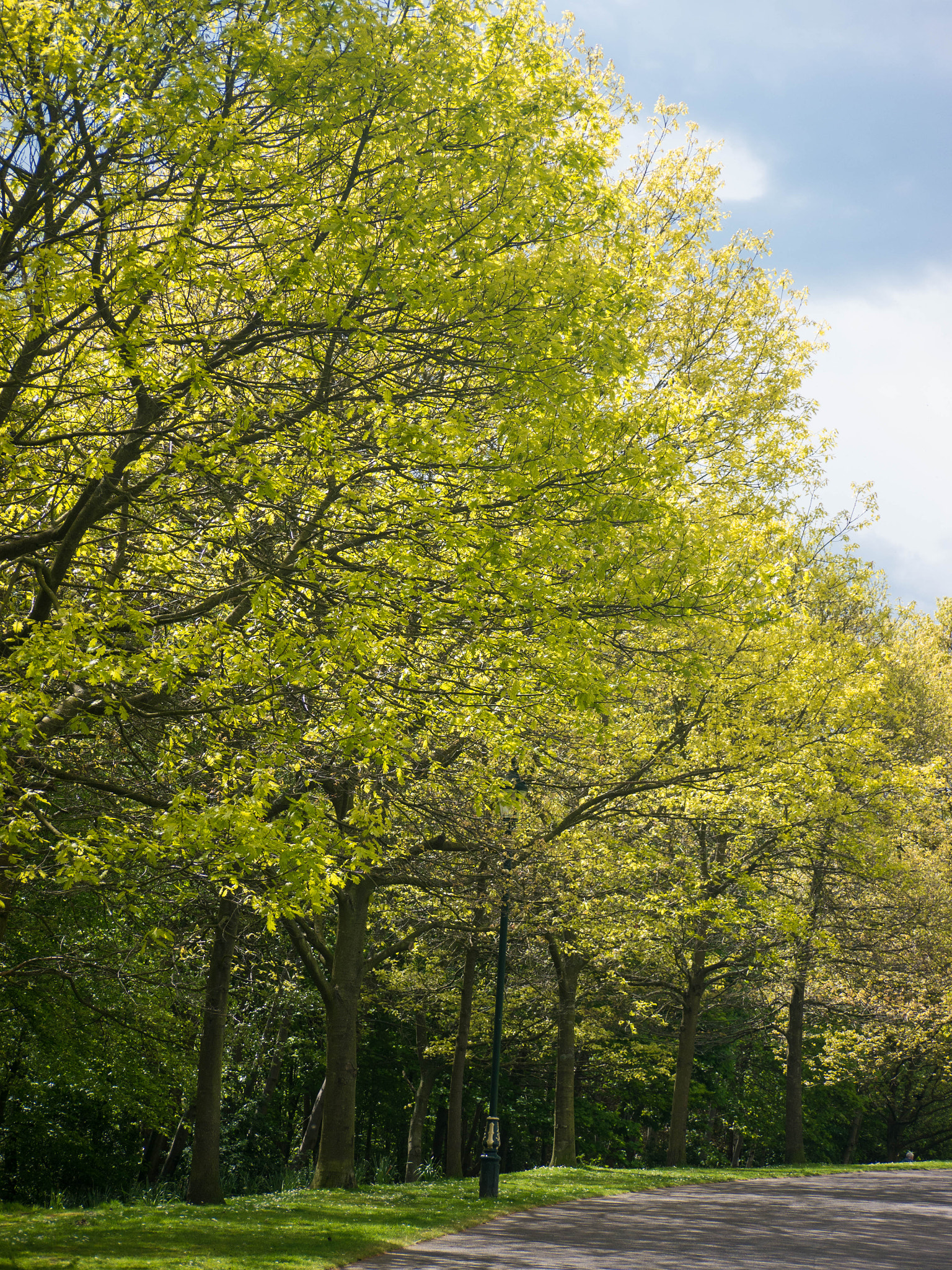 Panasonic Lumix G Vario 45-200mm F4-5.6 OIS sample photo. -1605_pittencrieff_park039039.jpg photography