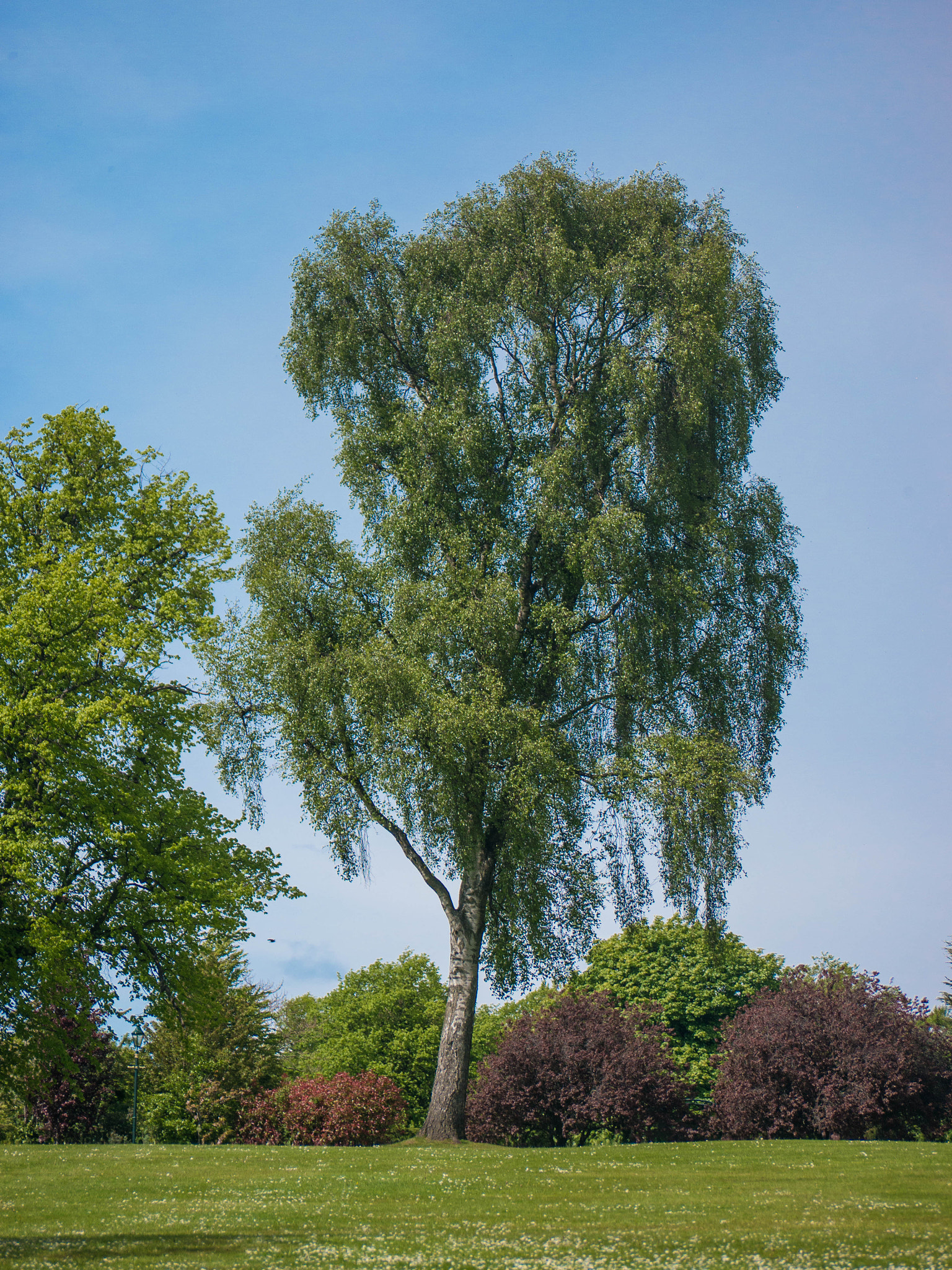 Panasonic Lumix G Vario 45-200mm F4-5.6 OIS sample photo. -1605_pittencrieff_park040040.jpg photography