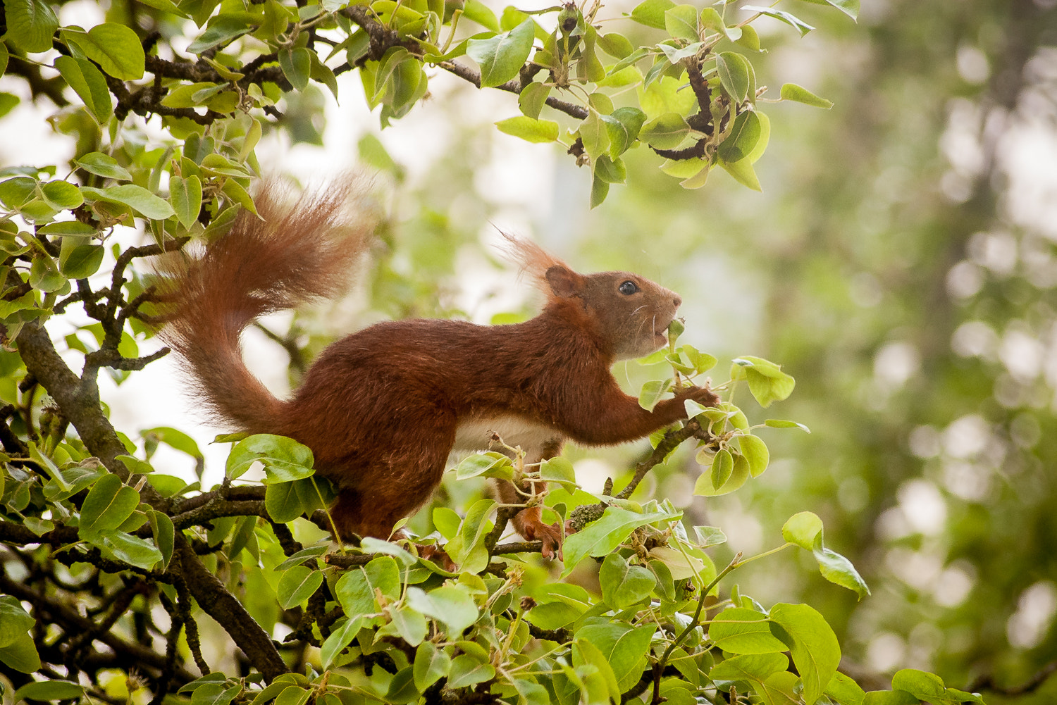 Pentax K100D Super + Sigma sample photo. A cheeky squirrel photography