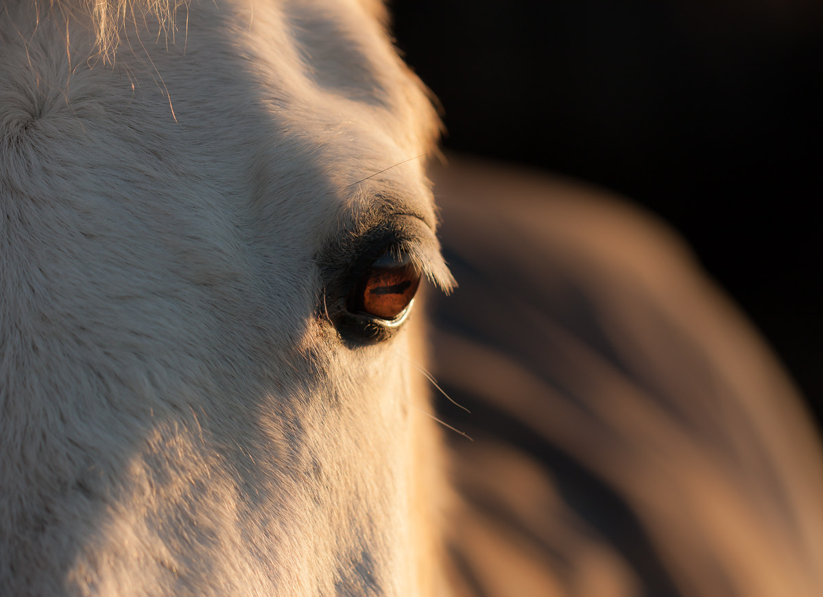 Canon EOS 40D + Canon EF 100mm F2.8L Macro IS USM sample photo. Abendlicht im auge photography