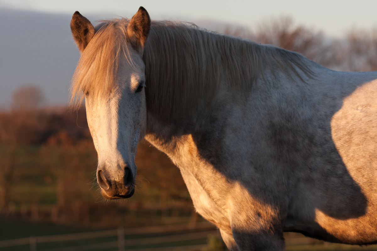 Canon EOS 40D + Canon EF 100mm F2.8L Macro IS USM sample photo. Schatten photography