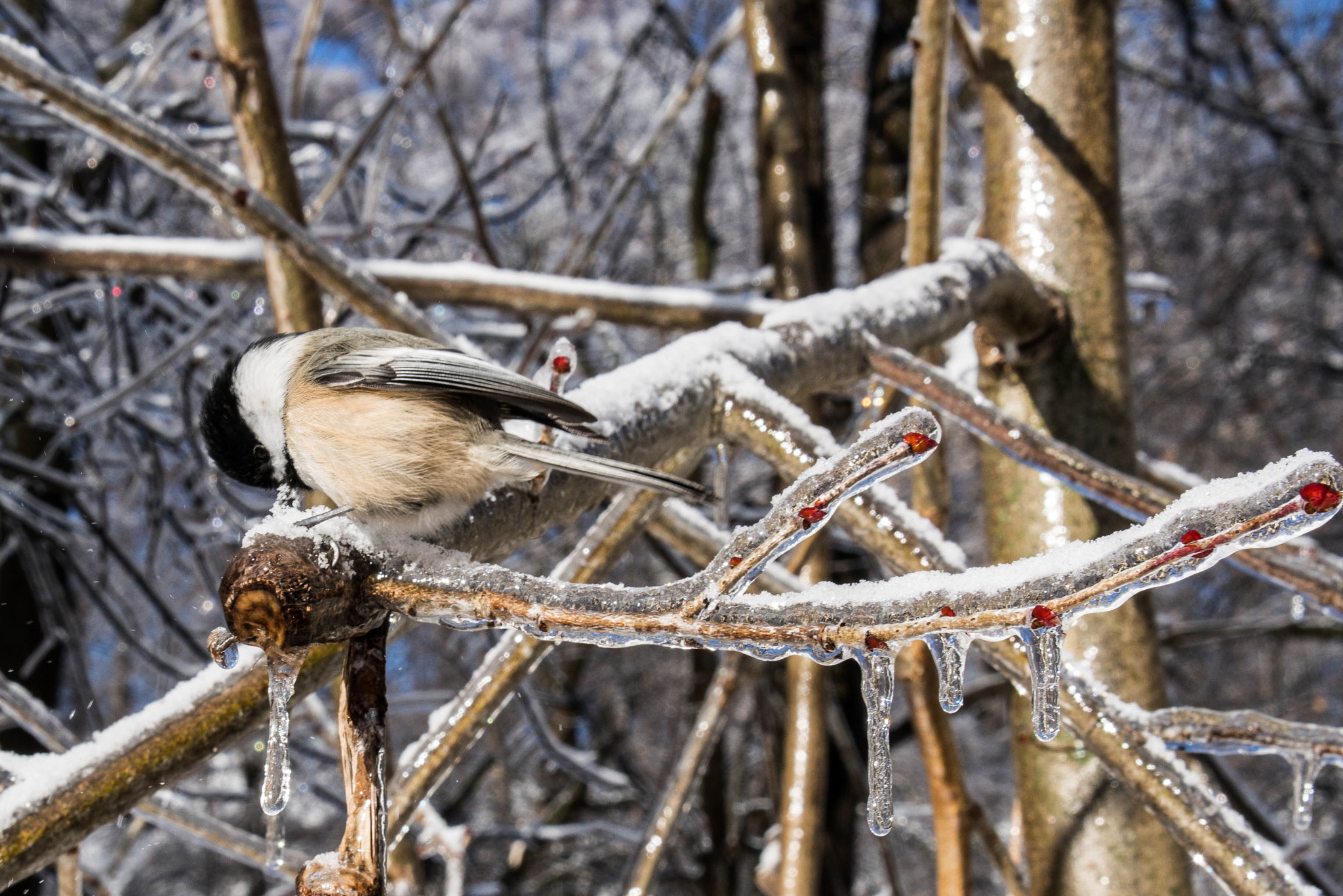 Panasonic Lumix G X Vario 12-35mm F2.8 ASPH Power OIS sample photo. Finding food in winter- mississauga, ontario, canada photography