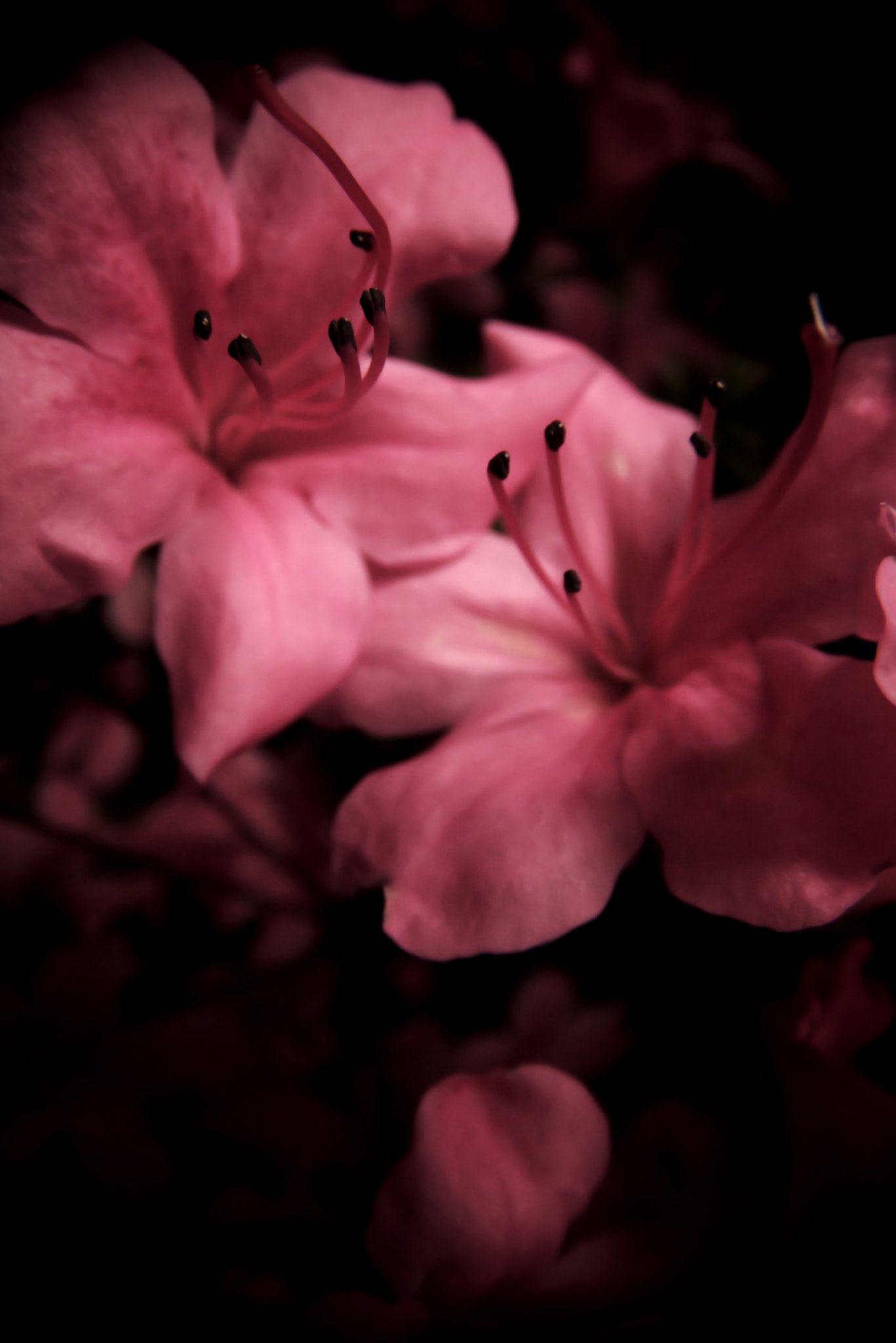 PENTAX-A Series Lens sample photo. Azalea photography