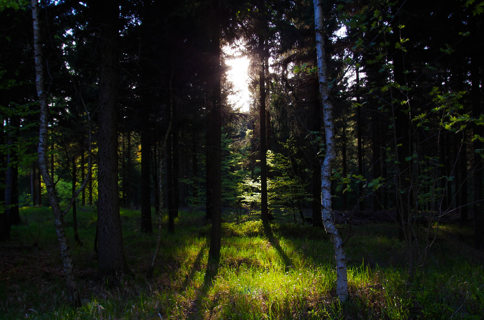 Sigma AF 10-20mm F4-5.6 EX DC sample photo. Sunset at woods photography