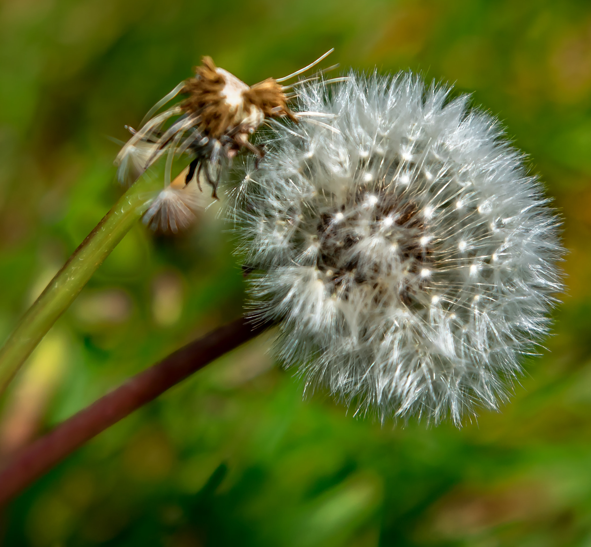 Nikon AF-S Nikkor 70-200mm F2.8G ED VR II sample photo. Dandilion photography
