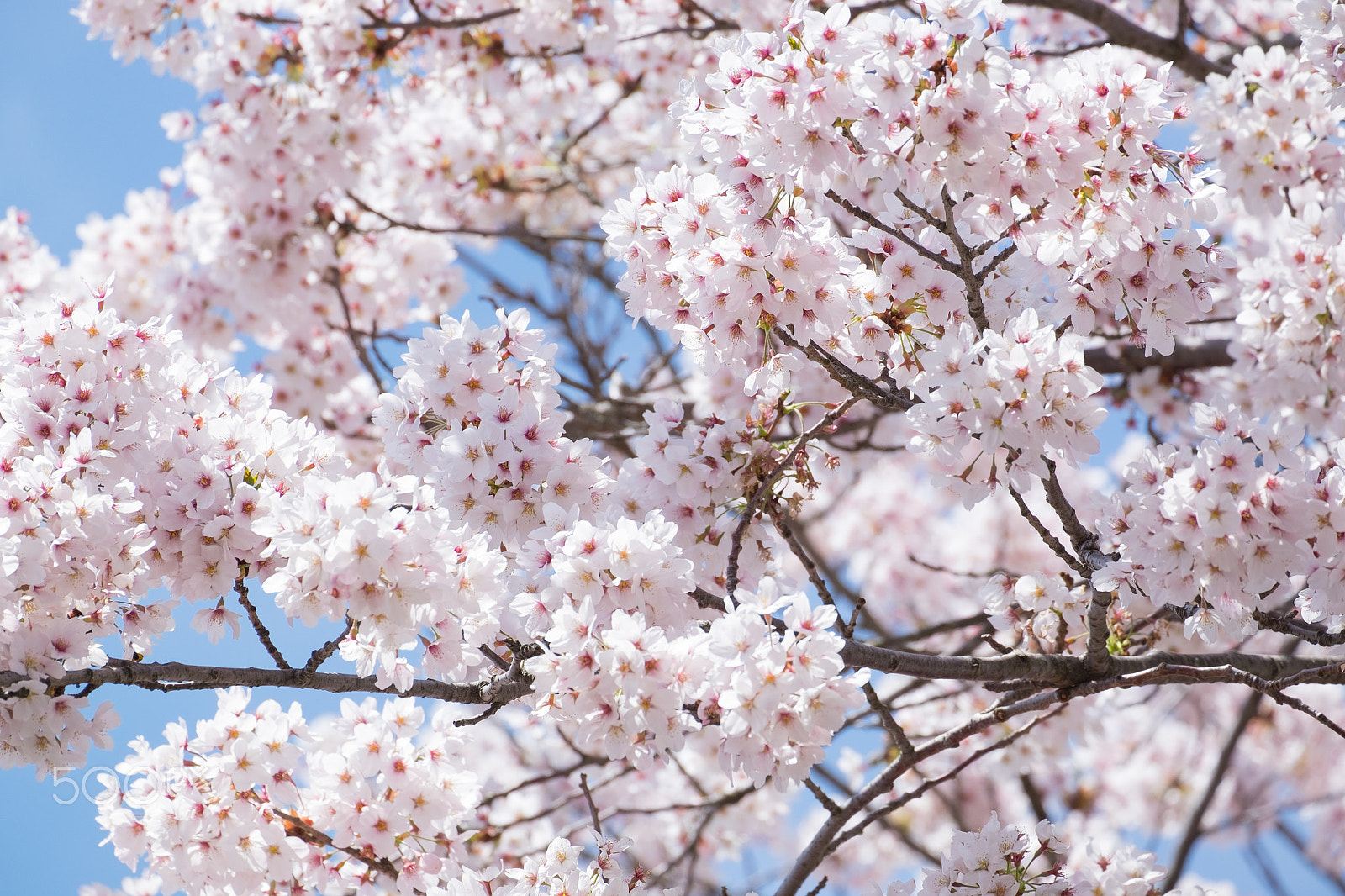 Fujifilm X-E2 + Fujifilm XC 50-230mm F4.5-6.7 OIS II sample photo. Beautiful cherry blossom sakura in japan photography