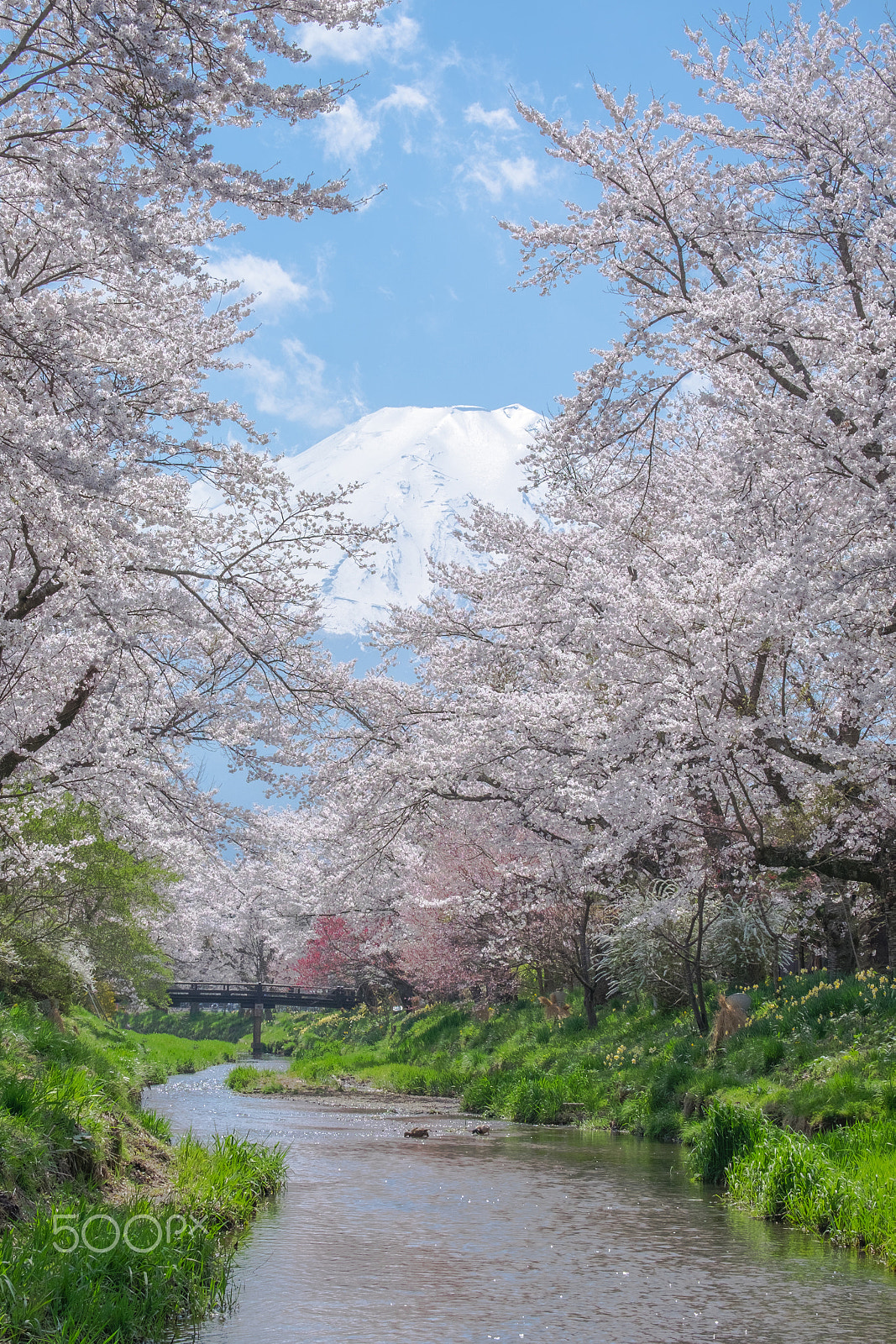 Fujifilm X-E2 + Fujifilm XC 50-230mm F4.5-6.7 OIS II sample photo. Spring with cherry blossom at mount fuji photography
