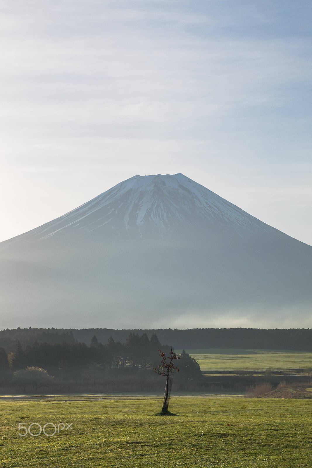 Fujifilm XC 16-50mm F3.5-5.6 OIS II sample photo. Mount fuji with a small tree photography