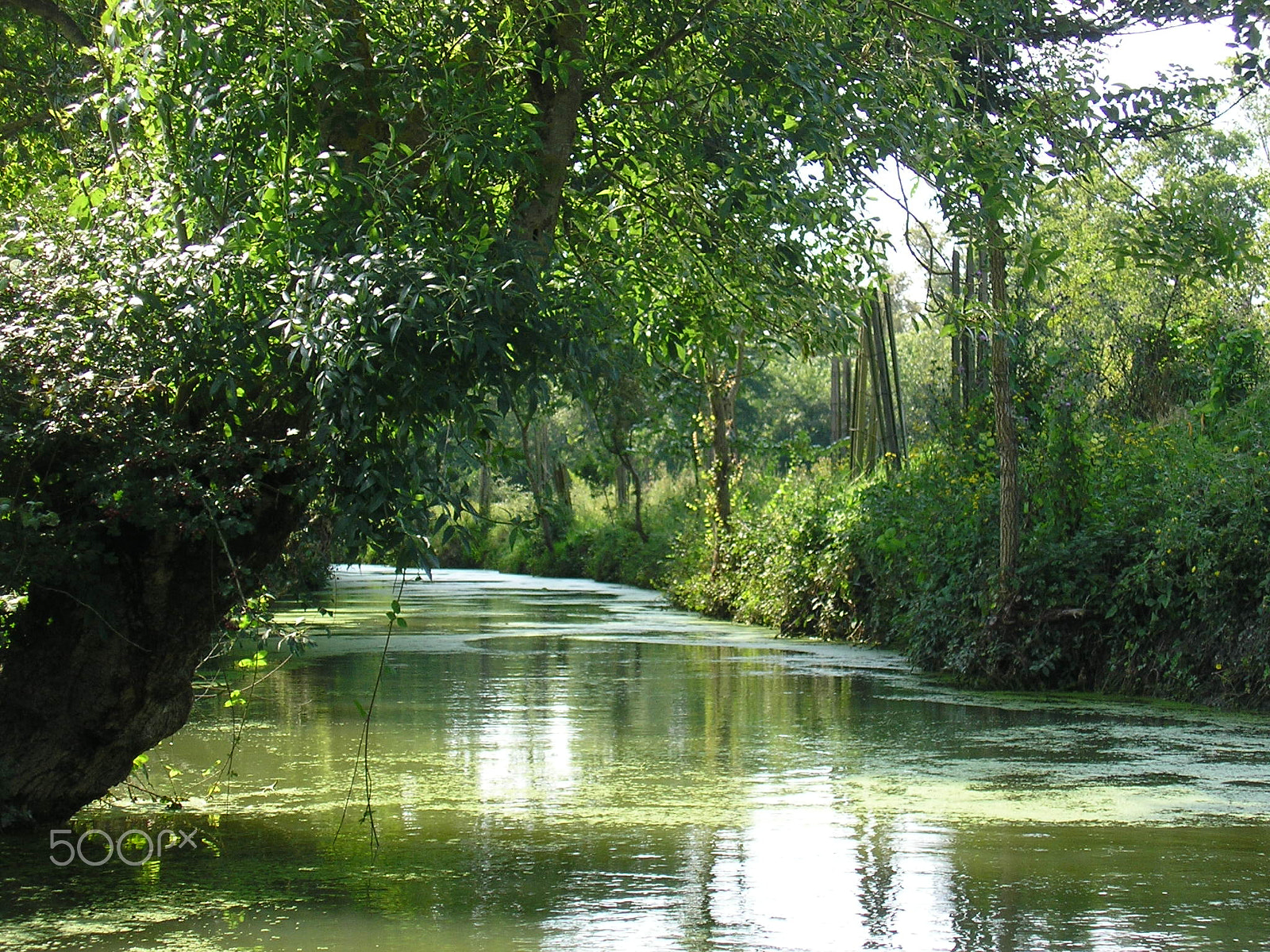 Olympus X100,D540Z,C310Z sample photo. Marais poitevin photography