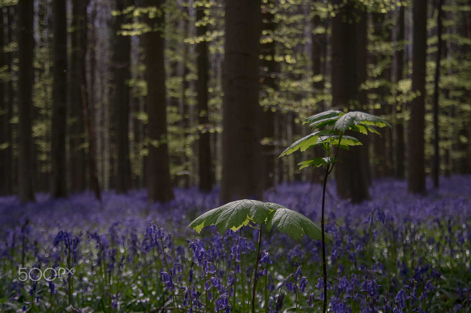 Samsung NX 18-200mm F3.5-6.3 ED OIS sample photo. The little twigs photography