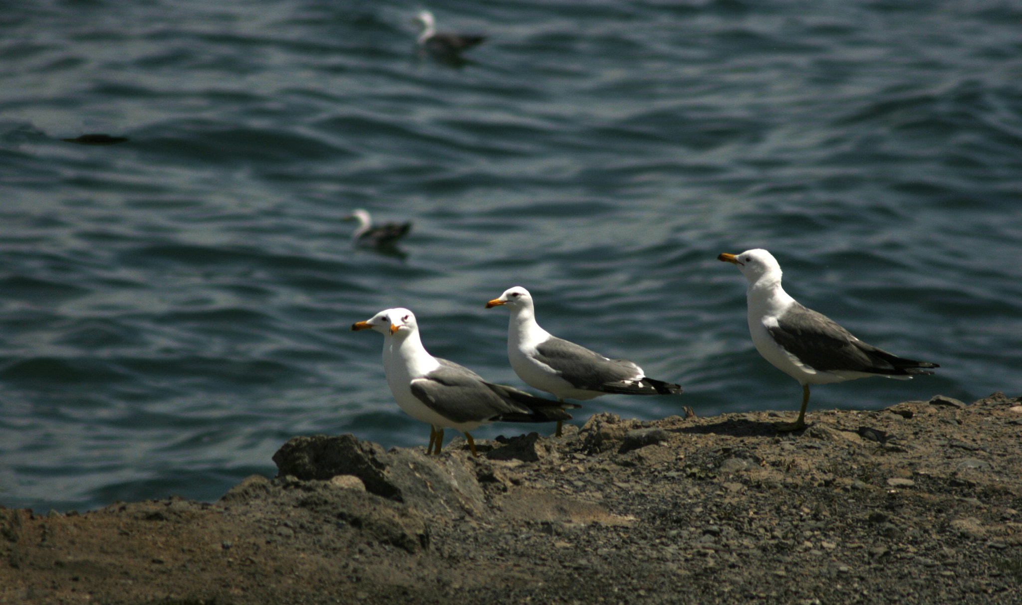 Canon EF 75-300mm F4.0-5.6 IS USM sample photo. Seagulls photography