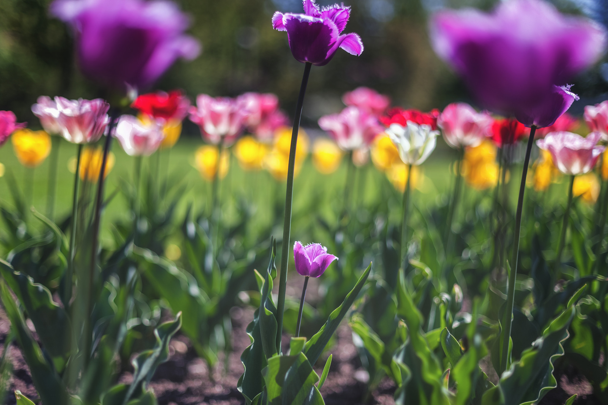 Canon EOS 5D Mark II + Canon 50.0 mm sample photo. Little brother photography
