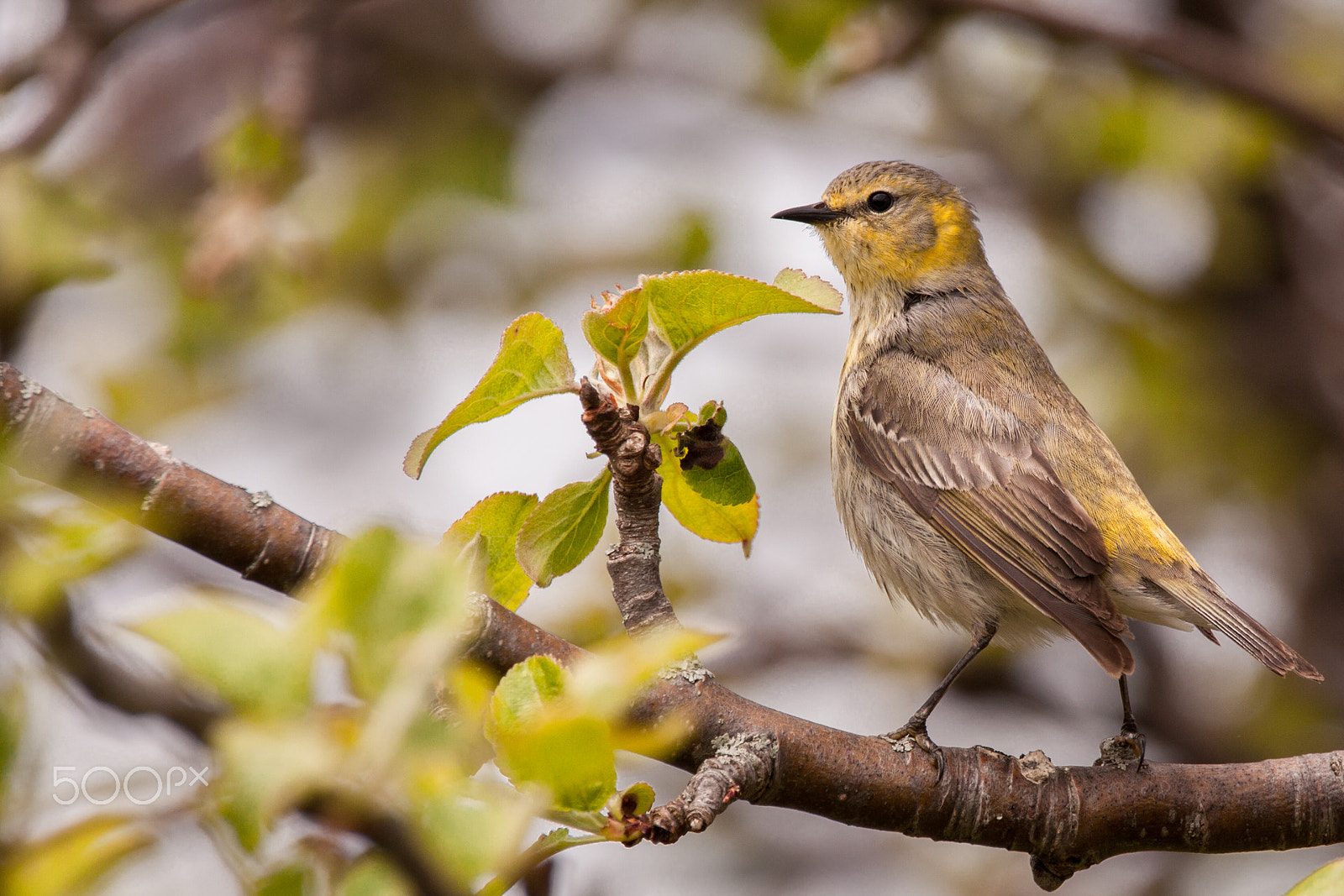 Canon EOS 5D Mark II + Sigma 150-600mm F5-6.3 DG OS HSM | C sample photo. Palm warbler in the blossoms photography
