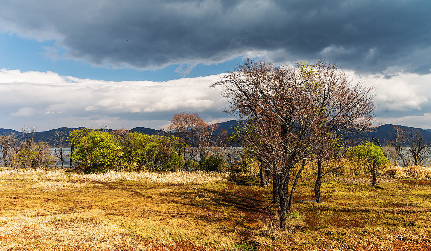 Sony Alpha a99 sample photo. Sunshine in the afternoon photography