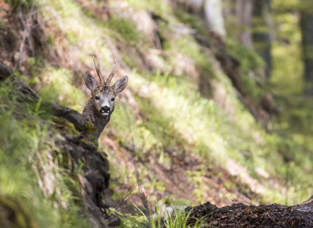 Canon EOS 70D + Canon EF 400mm F5.6L USM sample photo. Roe deer photography