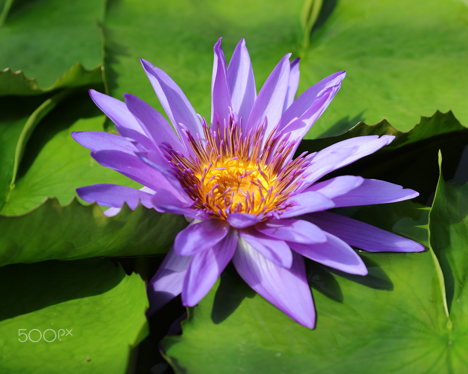 Canon EF 100-400mm F4.5-5.6L IS II USM sample photo. Beauty of the pond photography
