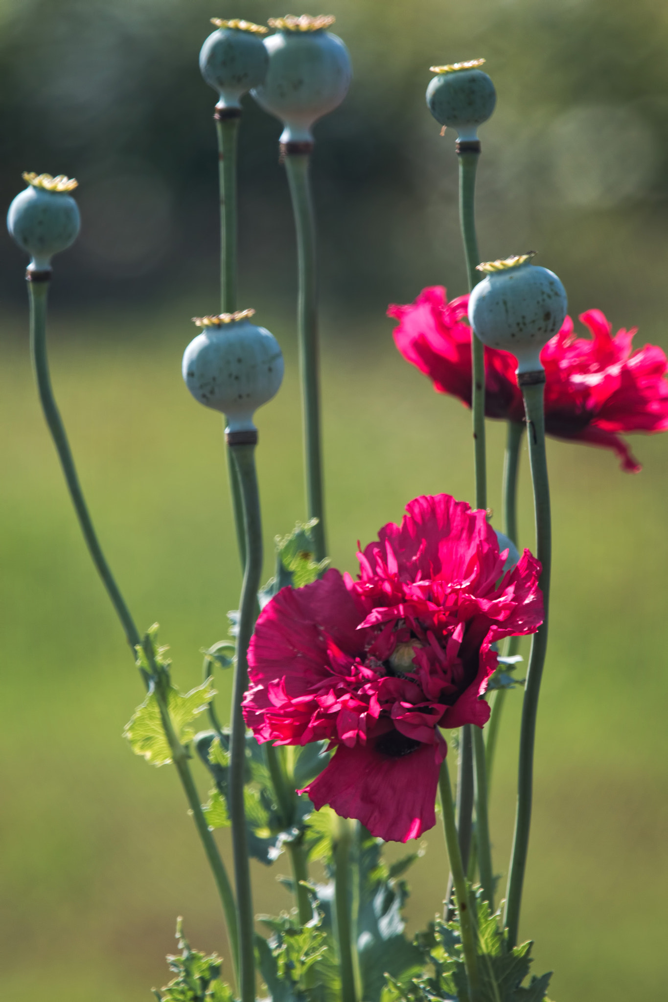 Canon EF 70-200mm F4L IS USM sample photo. Hollyhock photography