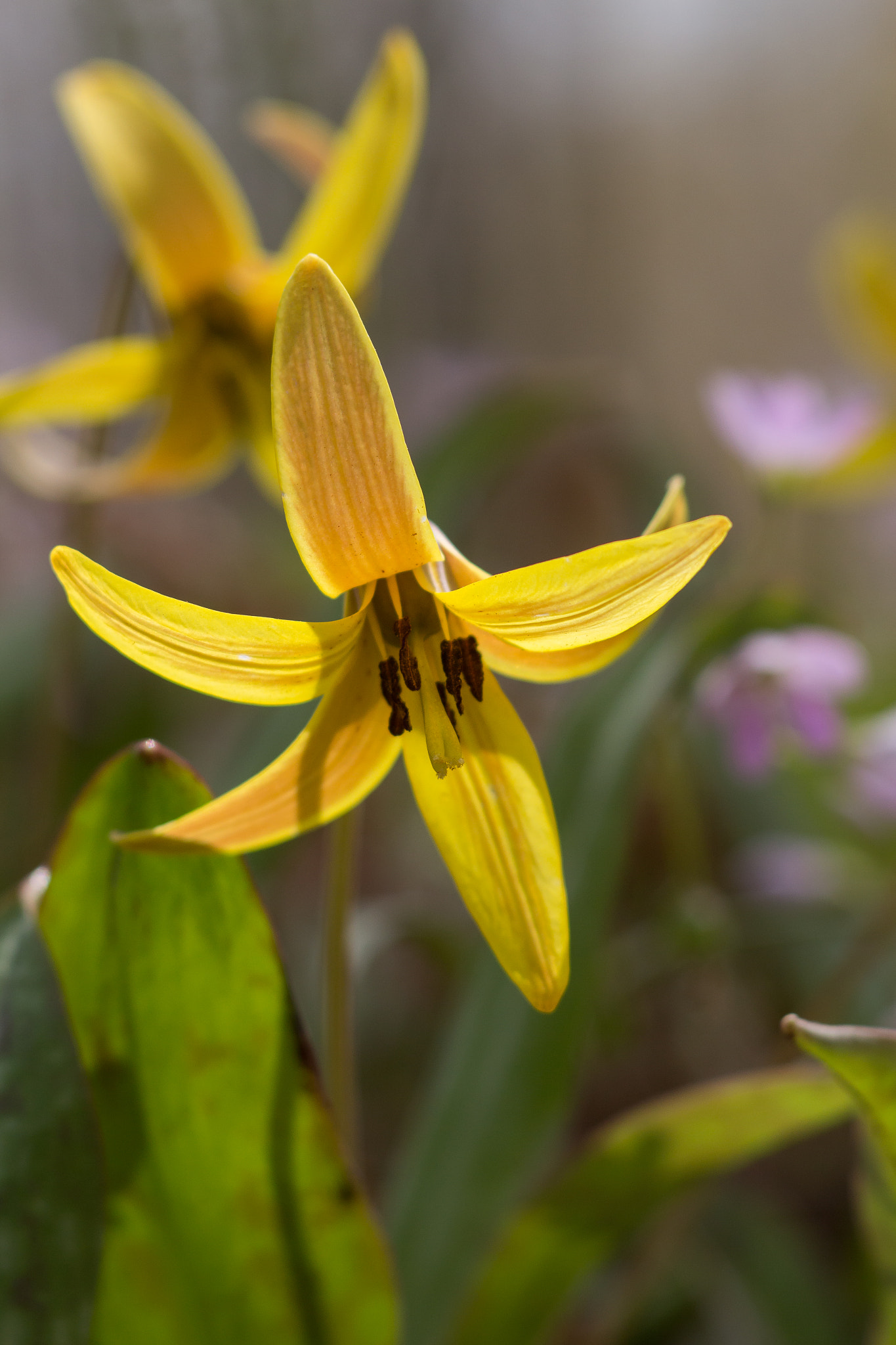 Canon EF 100mm F2.8 Macro USM sample photo. Blooming photography