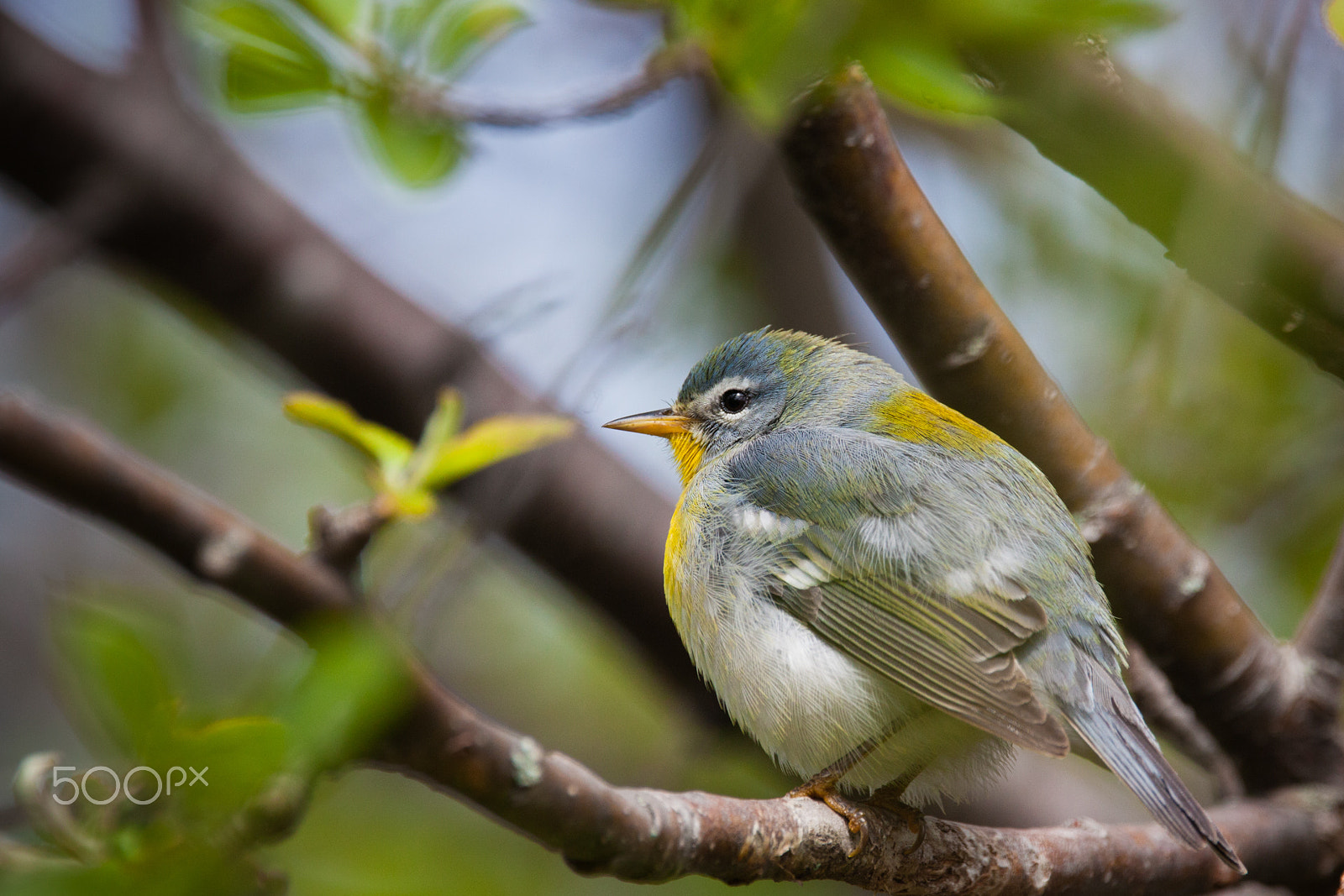 Canon EOS 5D Mark II + Sigma 150-600mm F5-6.3 DG OS HSM | C sample photo. Northern parula in the woods photography