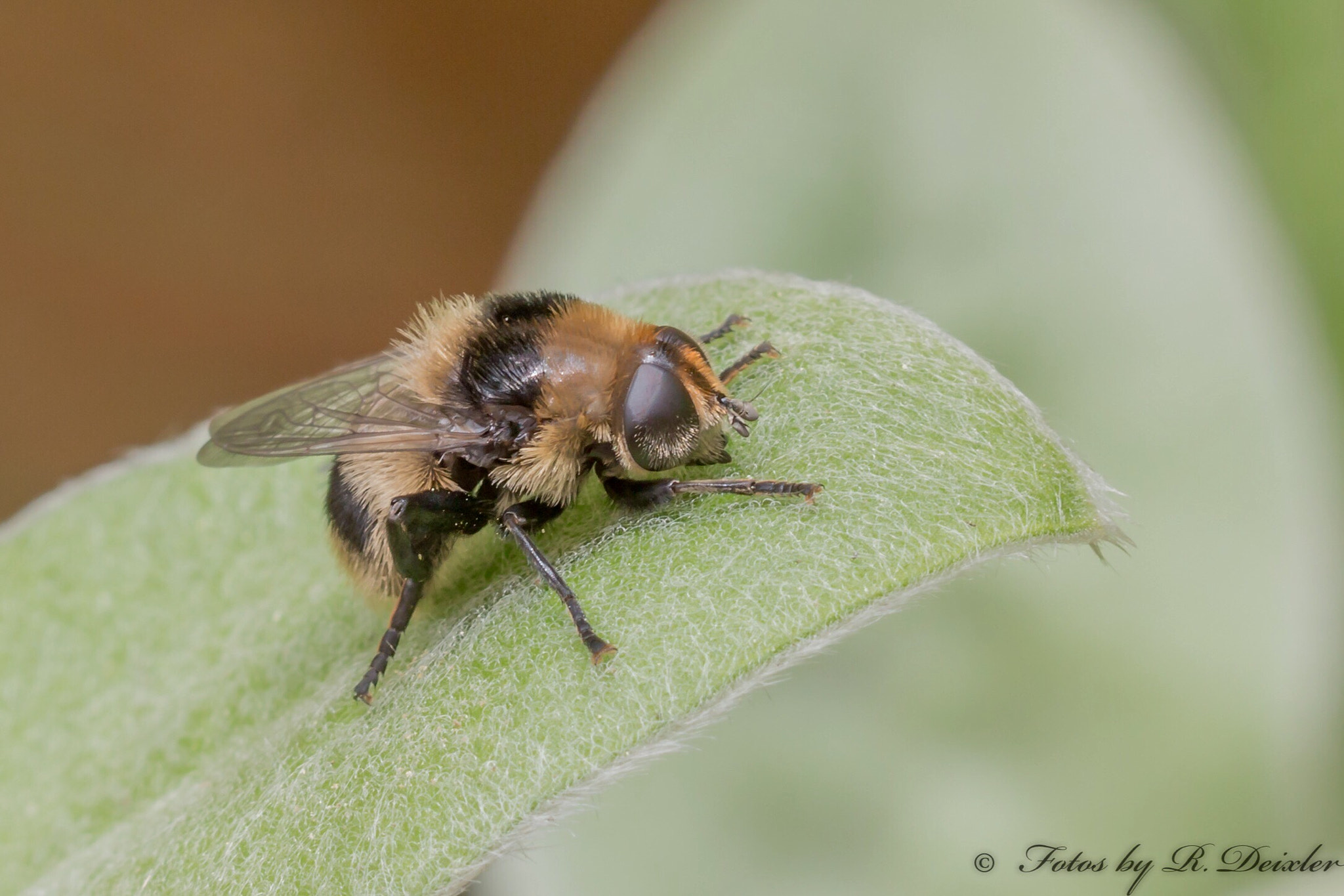 Sigma 150mm f/2.8 EX DG OS HSM APO Macro sample photo. Schwebefliege 7 photography