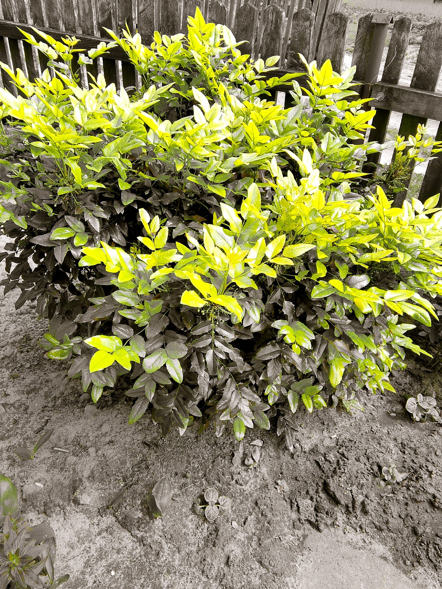 HUAWEI G620S-L01 sample photo. Green and gray photography